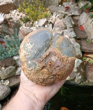 Fossil crinoid float for sale  WREXHAM