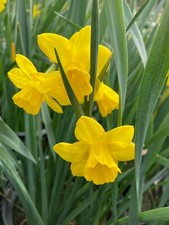 Daffodil marie curie for sale  CAMBRIDGE