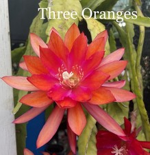 Three oranges epiphyllum for sale  USA