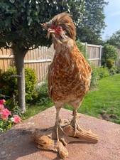 Beautiful domestic chicken for sale  SOUTHEND-ON-SEA