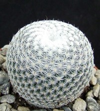 Mammillaria pseudoperbella cho for sale  EASTBOURNE