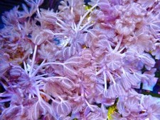 Pulsing xenia frag for sale  DUNFERMLINE