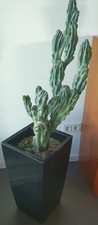 lechuza cubico 40 gebraucht kaufen lechuza cubico 40 gebraucht kaufen Alsfeld