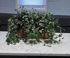 Faux english ivy for sale  Reinholds