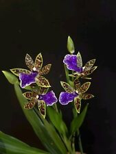 Zygopetalum trozy blue for sale  NOTTINGHAM