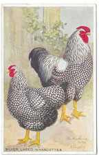 silver laced wyandottes for sale silver laced wyandottes for sale  DISS