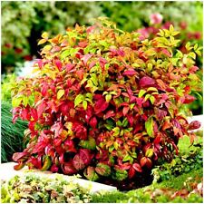 Nandina domestica firepower for sale  PRESTON