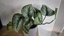 Scindapsus pictus exotica gebraucht kaufen  Erfurt
