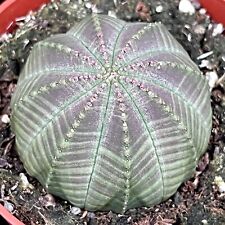 Large euphorbia obesa for sale  LEIGH