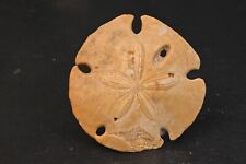 Oursin fossile mellitella d'occasion  Forcalquier