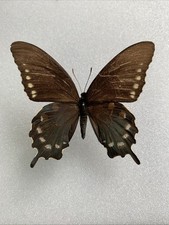 Entomologie battus philenor gebraucht kaufen  Marienmünster