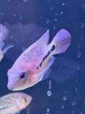 Super red monkey for sale  Woodbridge