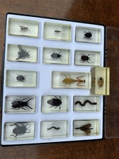 taxidermy bugs for sale taxidermy bugs for sale FARNHAM