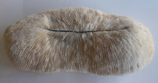 Grand corail blanc d'occasion  Mussidan