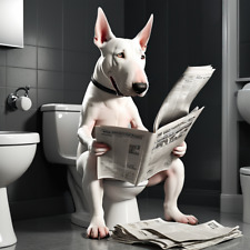 English bull terrier for sale  DUNSTABLE