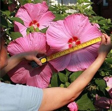 100 semi hibiscus usato  Italia