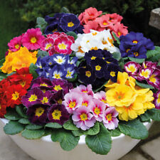 Primrose plants hardy for sale  IPSWICH