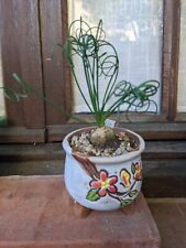 Albuca spiralis caudex d'occasion  Cagnes-sur-Mer