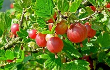 Gooseberry plant hinnonmaki for sale Gooseberry plant hinnonmaki for sale  UCKFIELD