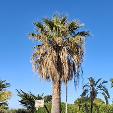 Washingtonia filifera palm usato  Trapani
