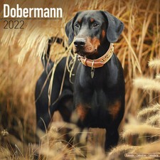 Calendrier 2022 doberman d'occasion  Troyes