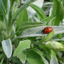 Sage seeds seeds for sale  Tarpon Springs