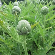 Artischocke tavor cynara gebraucht kaufen  Detmold