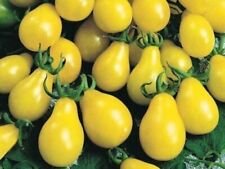100 samen tomate gebraucht kaufen  Kallmünz