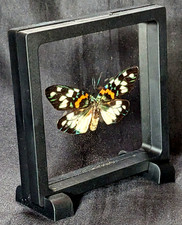 Schmetterling rahmen gebraucht kaufen  Hannover
