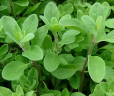 1000 marjoram seeds for sale  Berwyn