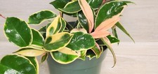 Hoya carnosa krimson for sale  Reseda
