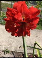 Amaryllis barbados lily for sale  Opa Locka