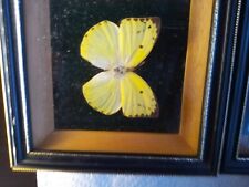 Three framed butterflys for sale  SETTLE