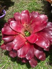 Bromeliad sale neoregelia for sale  USA