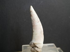 Enchodus lybicus riginal gebraucht kaufen Enchodus lybicus riginal gebraucht kaufen  Baienfurt