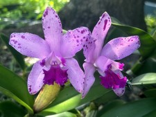 Lovely pink brasil for sale  Melbourne