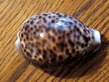 Natural tiger cowrie for sale  Waukesha