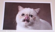 Carte postale photo d'occasion Carte postale photo d'occasion  Ham