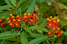 Tropical milkweed live for sale  Hudson