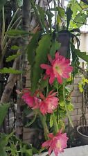 pink blooming cactus for sale  Irvine