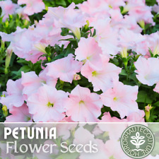 1000 shell pink for sale  Meridian