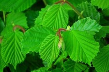 Hazel corylus avellana for sale  MACCLESFIELD