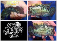 Inch king kamfa for sale  USA