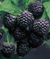 Cumberland black raspberry for sale  Tazewell