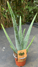 Aloe vera house for sale  CREWE