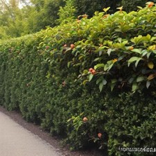 American holly bush for sale  Saint Augustine