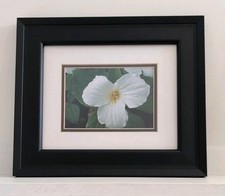 Framed fine photography for sale  Ann Arbor