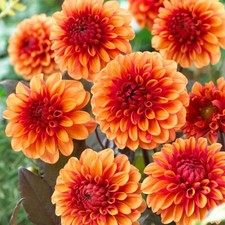 Dahlia david howard for sale  UK