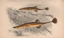 Fifteen spined stickleback. for sale  LONDON