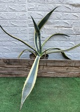 Agave americana variegata usato  Comiso